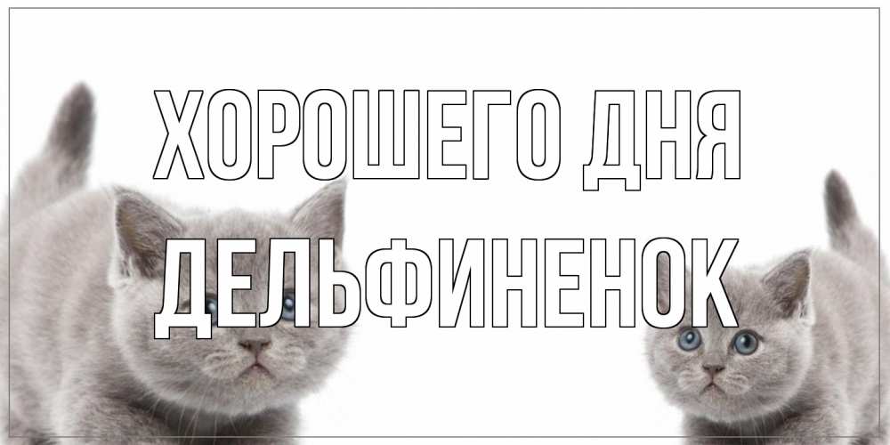 Открытка на каждый день с именем, дельфиненок Хорошего дня открытка с котами Прикольная открытка с пожеланием онлайн скачать бесплатно 