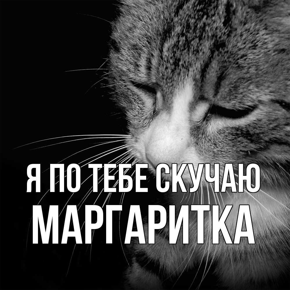 Открытка на каждый день с именем, Маргаритка Я по тебе скучаю мне скучно Прикольная открытка с пожеланием онлайн скачать бесплатно 