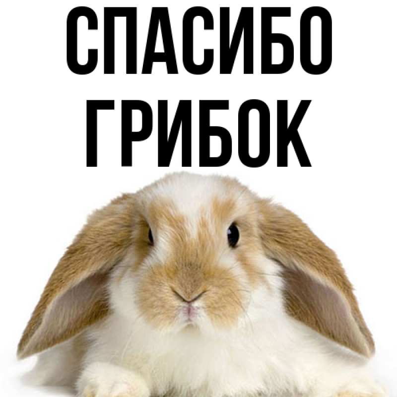 Картинка Спасибо, Грибок