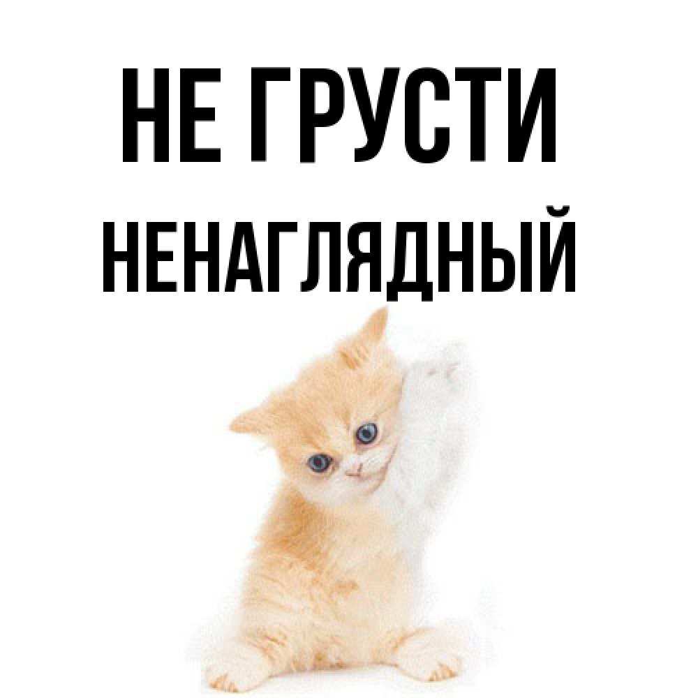 Открытка на каждый день с именем, Ненаглядный Не грусти просящий кот Прикольная открытка с пожеланием онлайн скачать бесплатно 