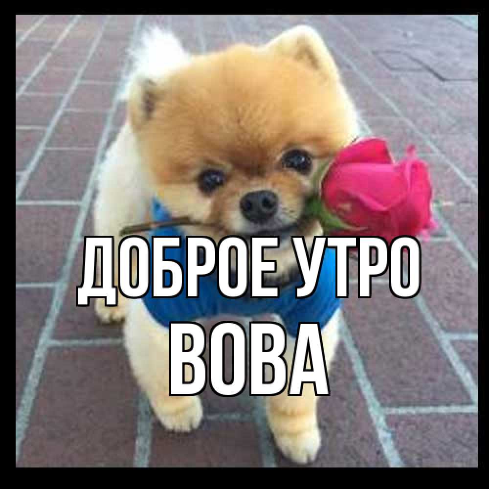 Открытка на каждый день с именем, Вова Доброе утро роза в зубах Прикольная открытка с пожеланием онлайн скачать бесплатно 