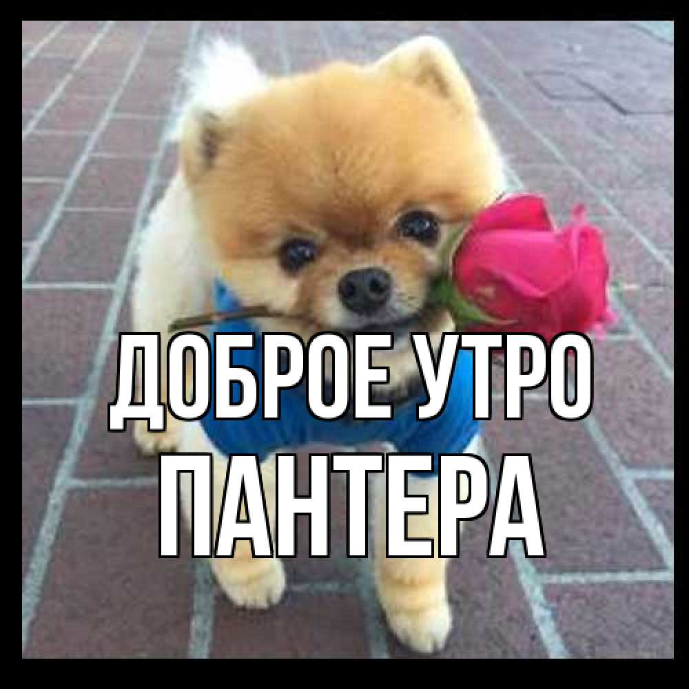 Открытка на каждый день с именем, Пантера Доброе утро роза в зубах Прикольная открытка с пожеланием онлайн скачать бесплатно 