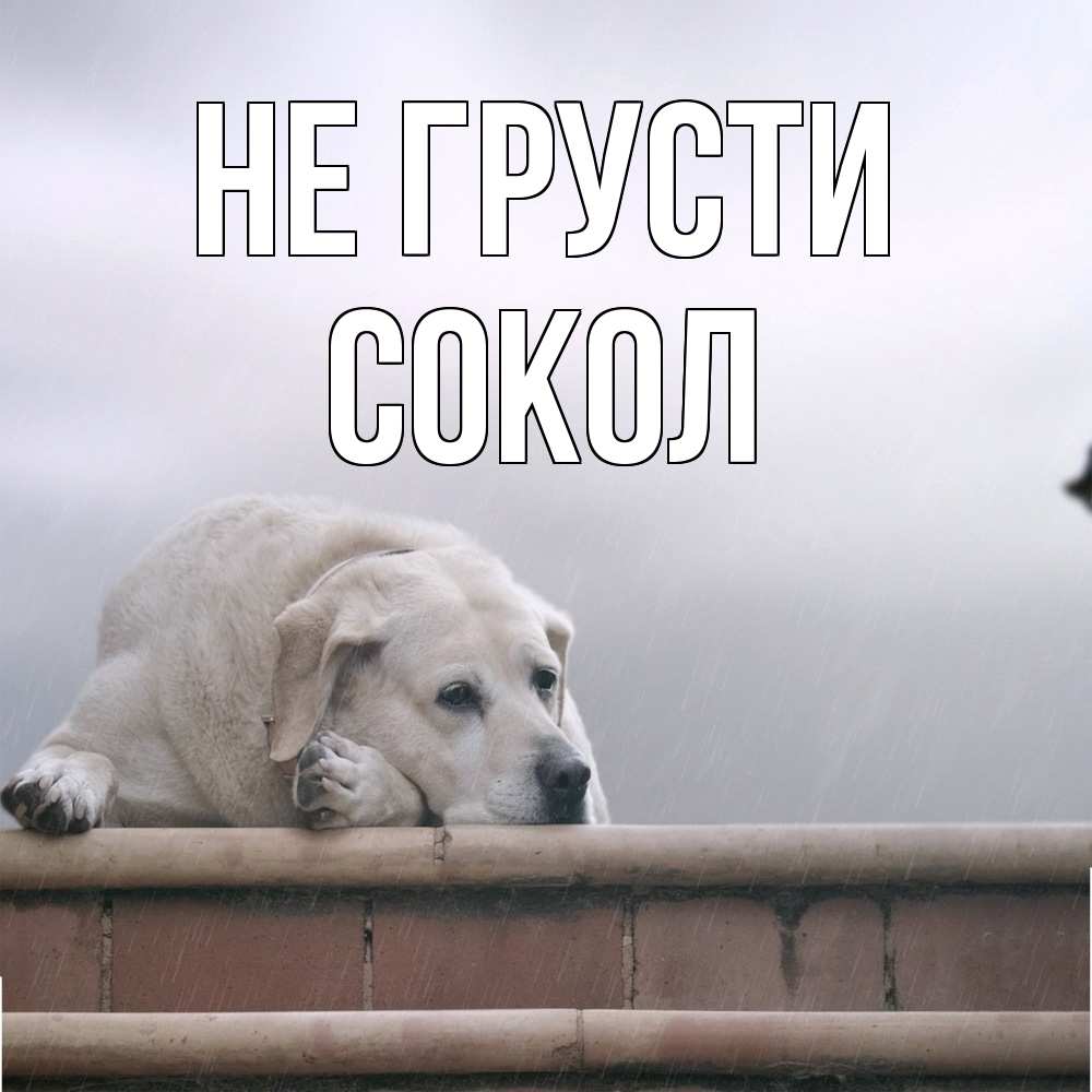 Открытка на каждый день с именем, Сокол Не грусти белый пес 1 Прикольная открытка с пожеланием онлайн скачать бесплатно 