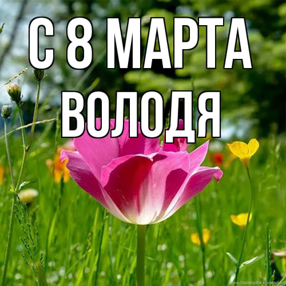 Открытка на каждый день с именем, Володя C 8 МАРТА полевые цветы Прикольная открытка с пожеланием онлайн скачать бесплатно 