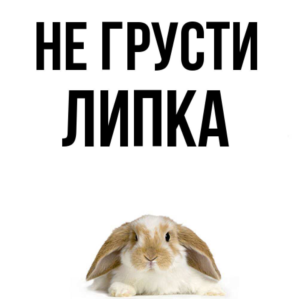 Открытка на каждый день с именем, Липка Не грусти коричнево белый заяц с большими ушками Прикольная открытка с пожеланием онлайн скачать бесплатно 