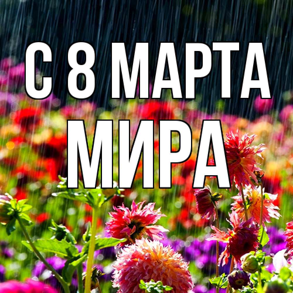 Открытка на каждый день с именем, Мира C 8 МАРТА цветы под дождиком к международному женскому дню Прикольная открытка с пожеланием онлайн скачать бесплатно 