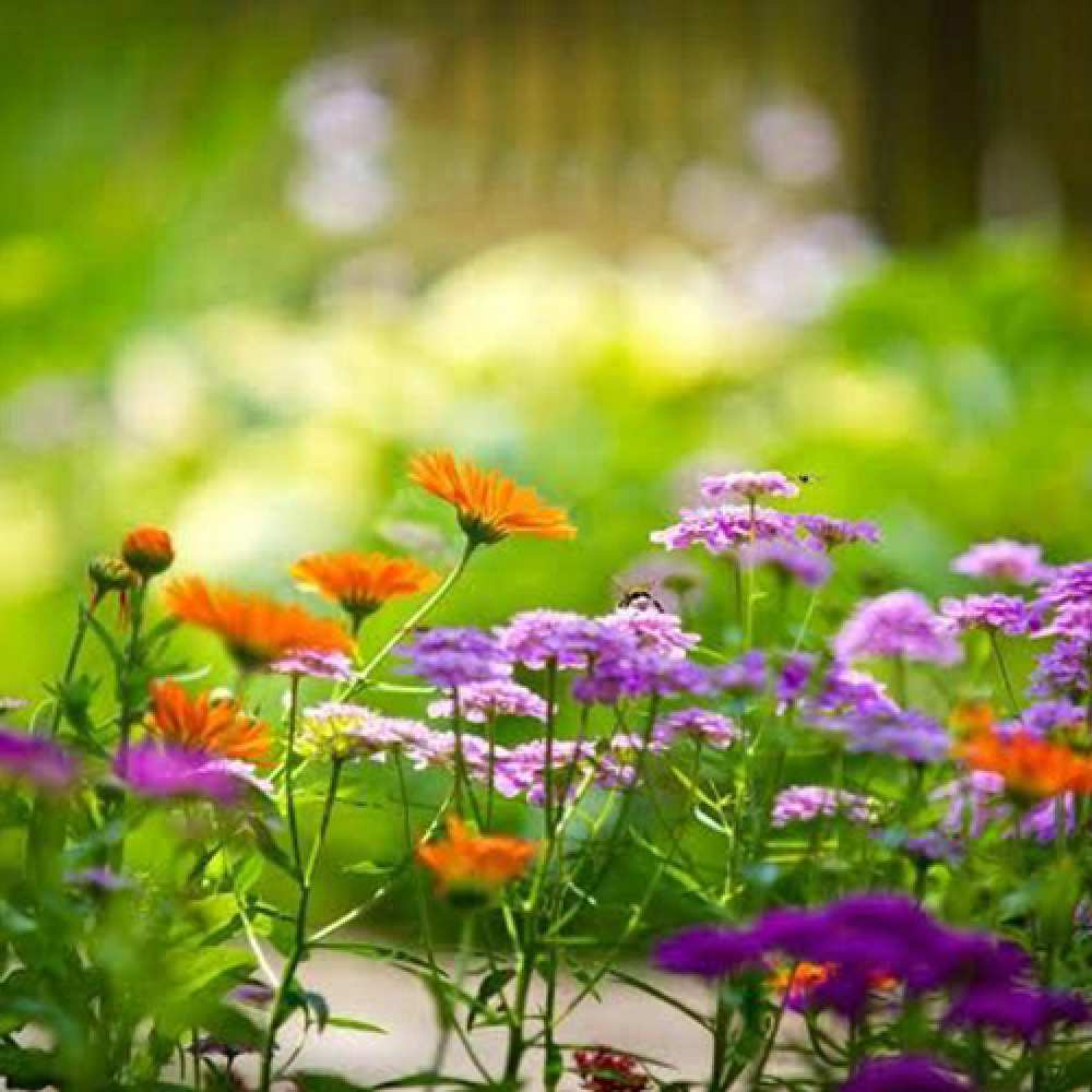 Открытка на каждый день с именем, Симона C 8 МАРТА цветы Прикольная открытка с пожеланием онлайн скачать бесплатно 