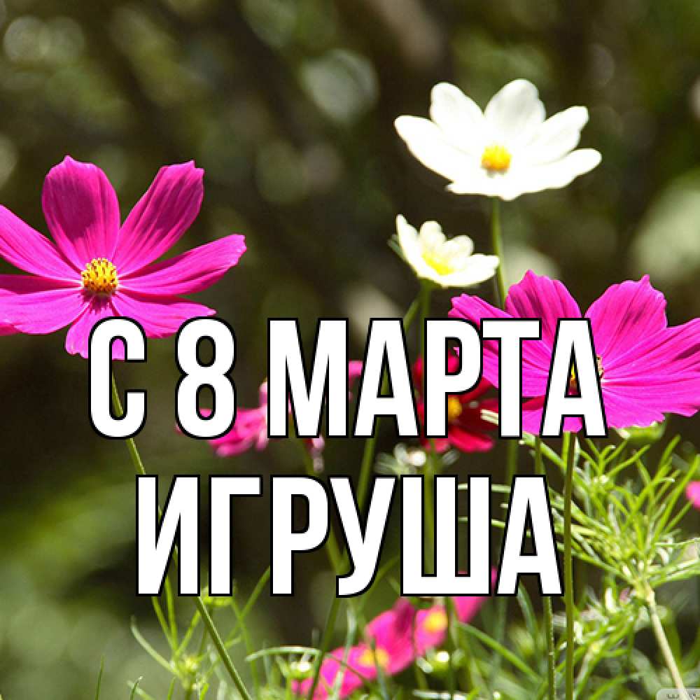 Открытка на каждый день с именем, Игруша C 8 МАРТА цветы Прикольная открытка с пожеланием онлайн скачать бесплатно 