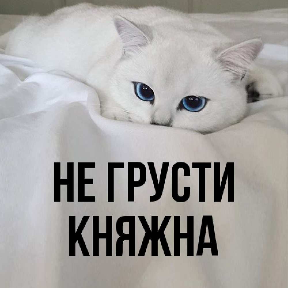Открытка на каждый день с именем, Княжна Не грусти Голубоглазая кошка Прикольная открытка с пожеланием онлайн скачать бесплатно 
