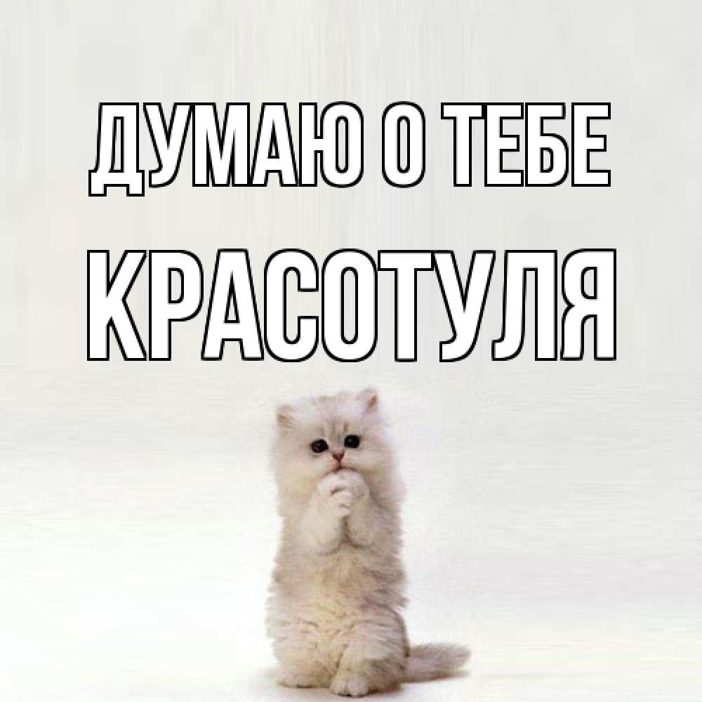 Открытка на каждый день с именем, Красотуля Думаю о тебе кот стоит на задних лапах Прикольная открытка с пожеланием онлайн скачать бесплатно 