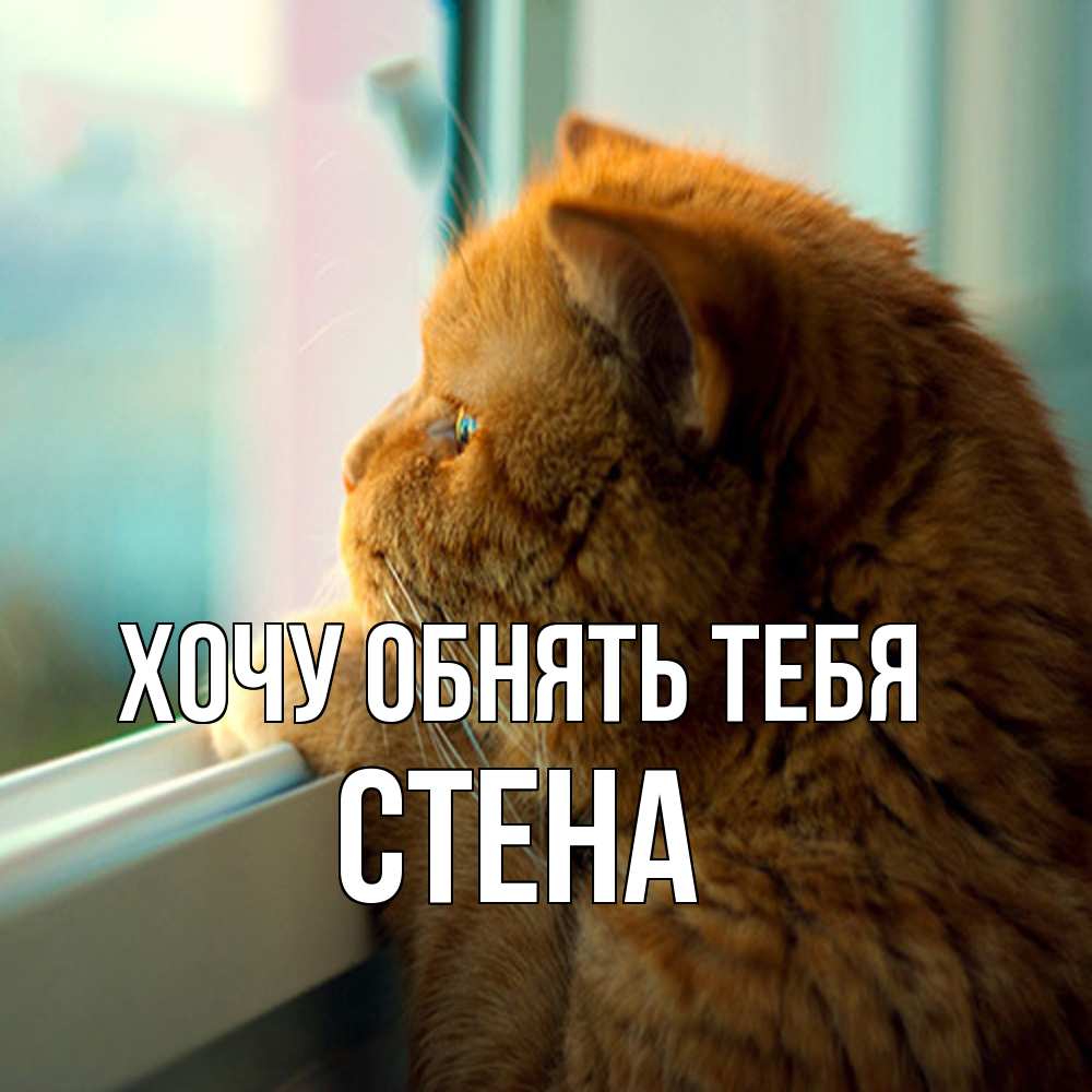 Открытка на каждый день с именем, Стена Хочу обнять тебя большой огромный рыжий котяра Прикольная открытка с пожеланием онлайн скачать бесплатно 