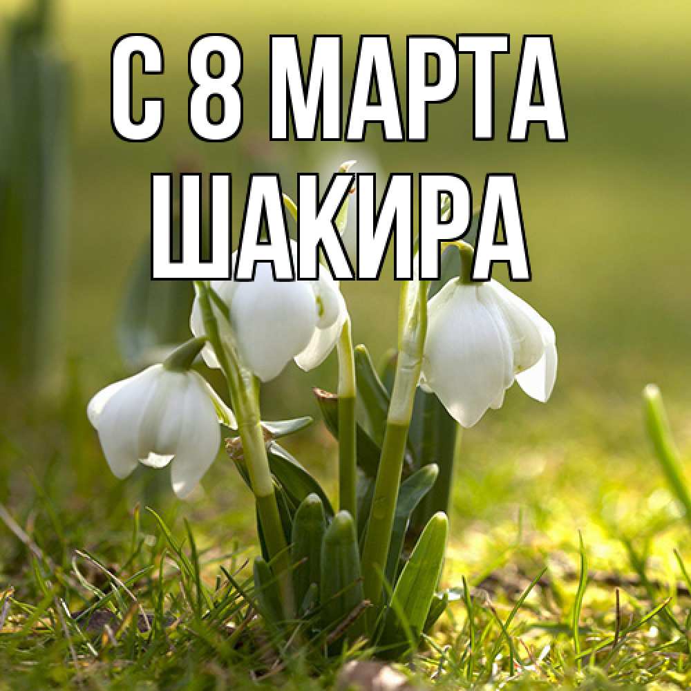 Открытка на каждый день с именем, Шакира C 8 МАРТА ранние цветы 2 Прикольная открытка с пожеланием онлайн скачать бесплатно 