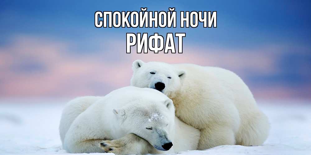 Открытка на каждый день с именем, Рифат Спокойной ночи белые медведи спят в обнимку Прикольная открытка с пожеланием онлайн скачать бесплатно 