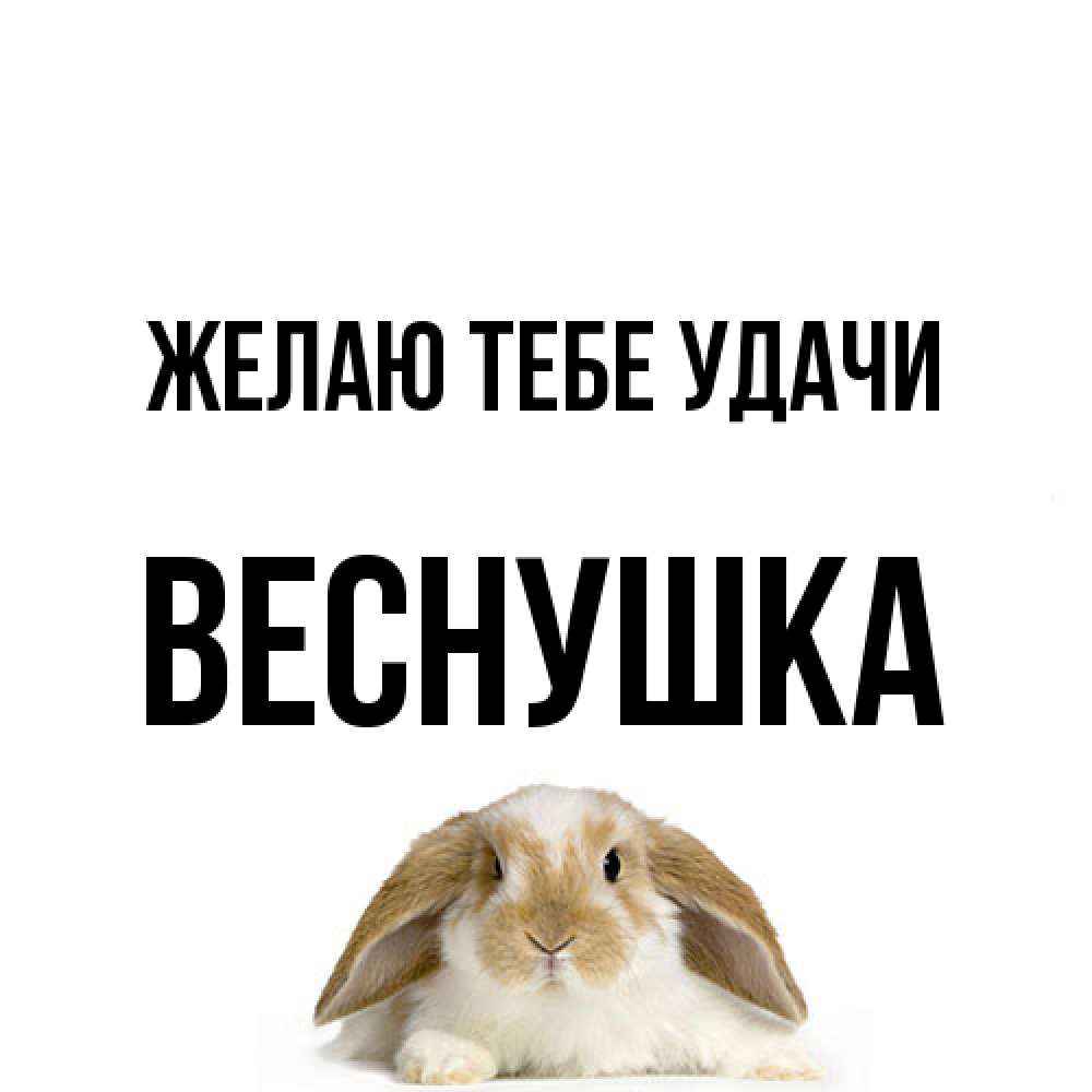 Открытка на каждый день с именем, веснушка Желаю тебе удачи открытки с произвольным текстом который можно вставить в открытку и создать ее самостоятельно бесплатно онлайн Прикольная открытка с пожеланием онлайн скачать бесплатно 