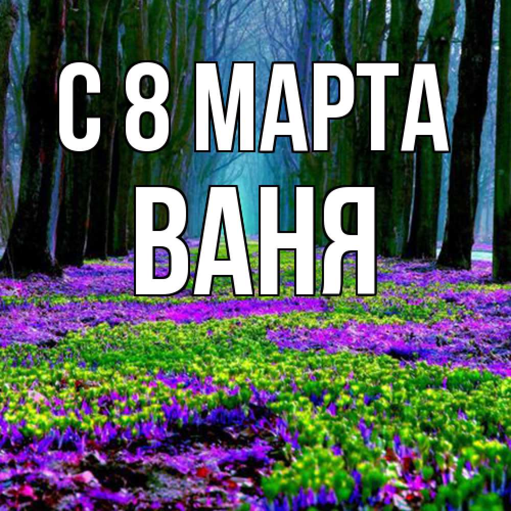 Открытка на каждый день с именем, Ваня C 8 МАРТА фиолетовые цветы в лесу 1 Прикольная открытка с пожеланием онлайн скачать бесплатно 