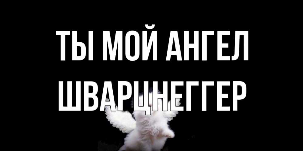 Открытка на каждый день с именем, Шварцнеггер Ты мой ангел Кот ангел Прикольная открытка с пожеланием онлайн скачать бесплатно 