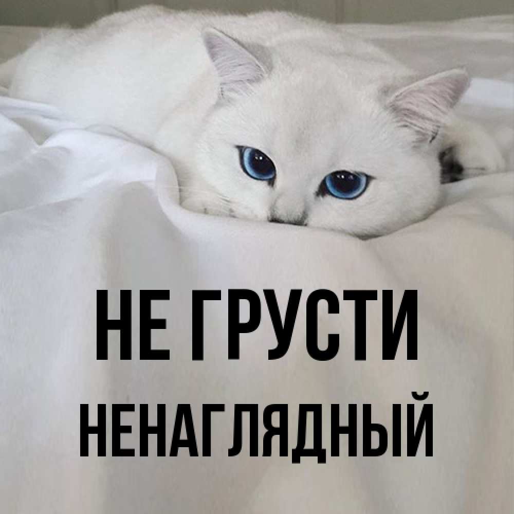 Открытка на каждый день с именем, Ненаглядный Не грусти Голубоглазая кошка Прикольная открытка с пожеланием онлайн скачать бесплатно 