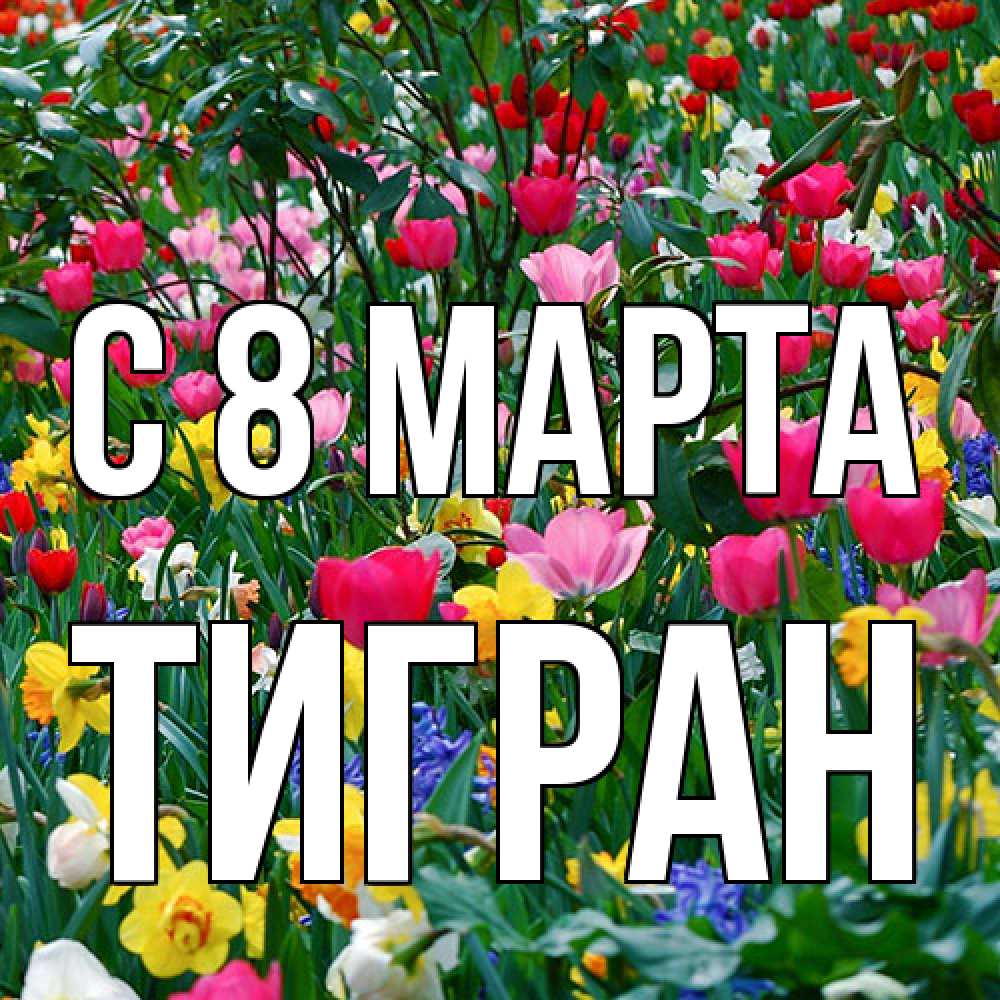 Открытка на каждый день с именем, Тигран C 8 МАРТА с международным женским днем поздравления для женщины Прикольная открытка с пожеланием онлайн скачать бесплатно 