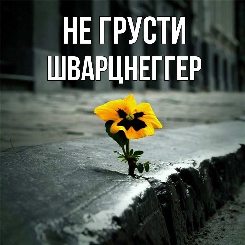 Открытка на каждый день с именем, Шварцнеггер Не грусти не сдавайся Прикольная открытка с пожеланием онлайн скачать бесплатно 