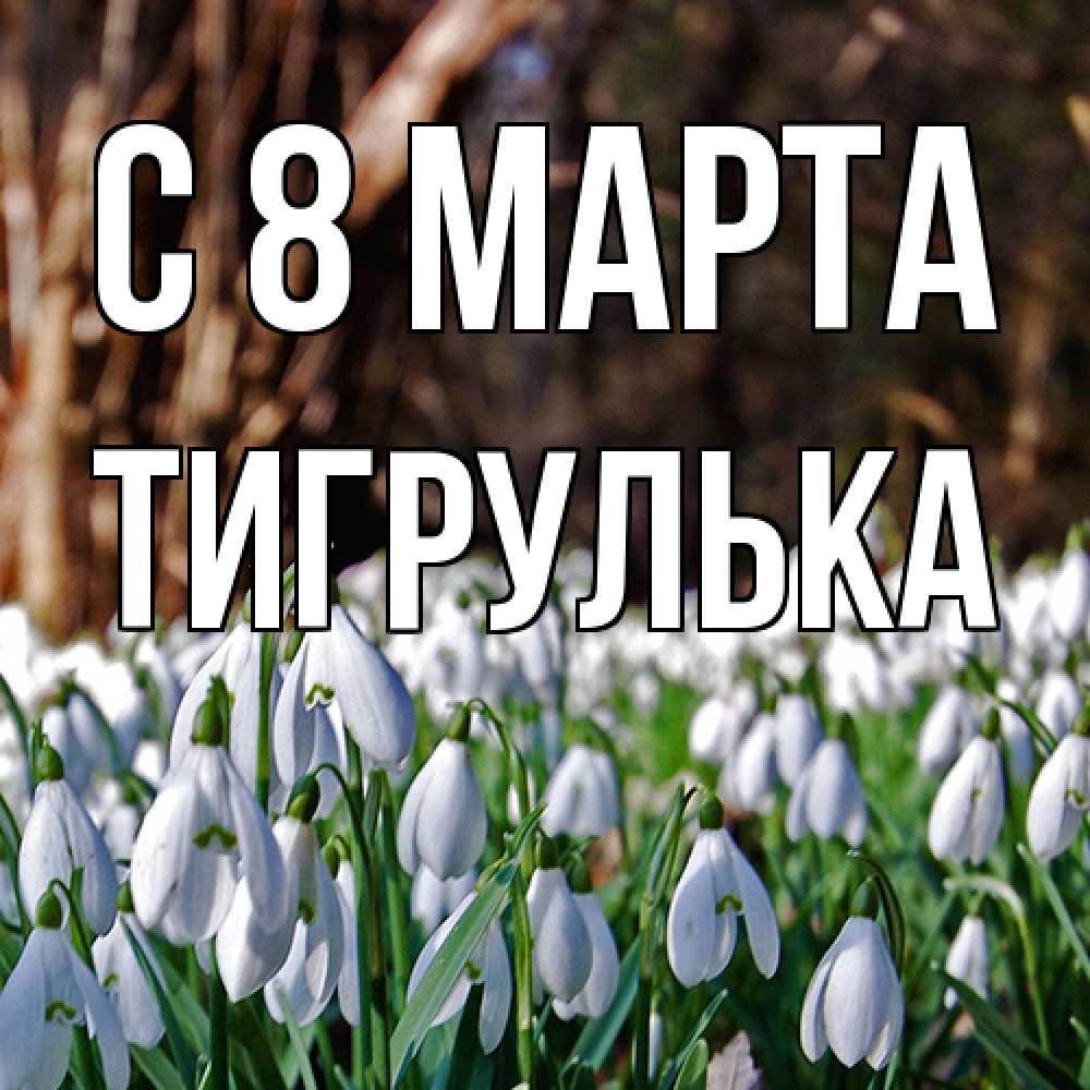 Открытка на каждый день с именем, тигрулька C 8 МАРТА с подснежниками 1 Прикольная открытка с пожеланием онлайн скачать бесплатно 