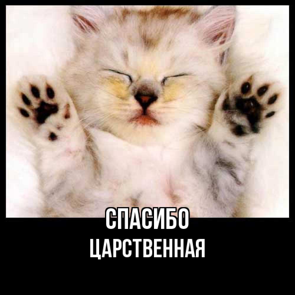 Открытка на каждый день с именем, Цаpственная Спасибо маленький котенок Прикольная открытка с пожеланием онлайн скачать бесплатно 