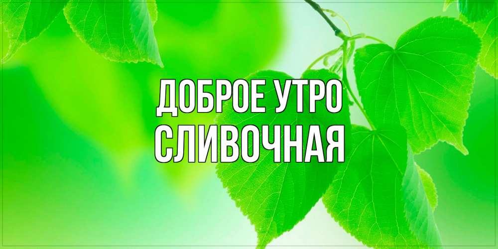 Открытка на каждый день с именем, Сливочная Доброе утро доброе утро с березовыми листьями Прикольная открытка с пожеланием онлайн скачать бесплатно 