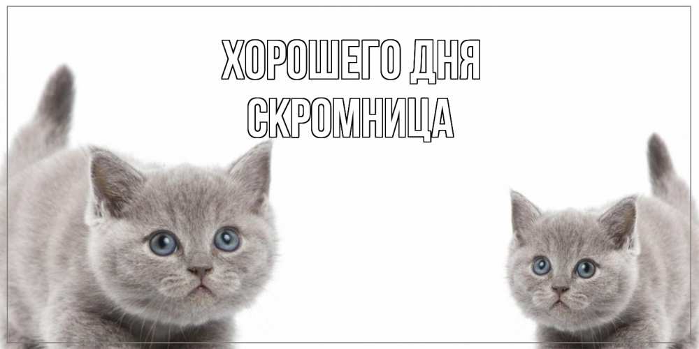 Открытка на каждый день с именем, Скромница Хорошего дня открытка с котами Прикольная открытка с пожеланием онлайн скачать бесплатно 