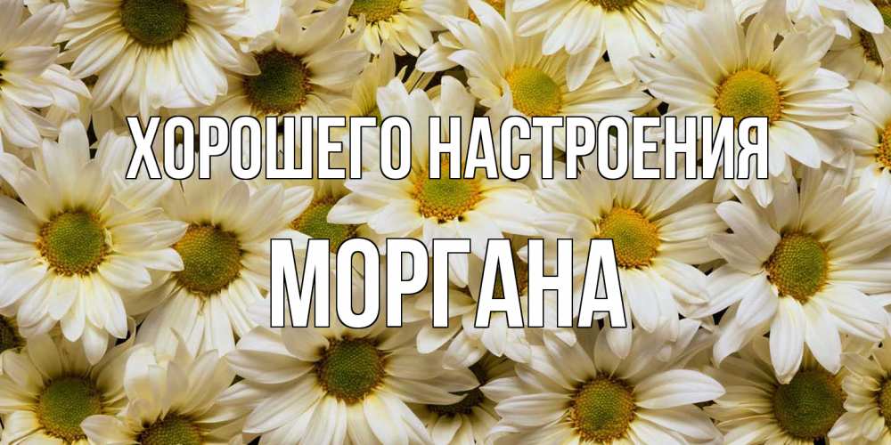 Открытка на каждый день с именем, Моргана Хорошего настроения крупные ромашки Прикольная открытка с пожеланием онлайн скачать бесплатно 