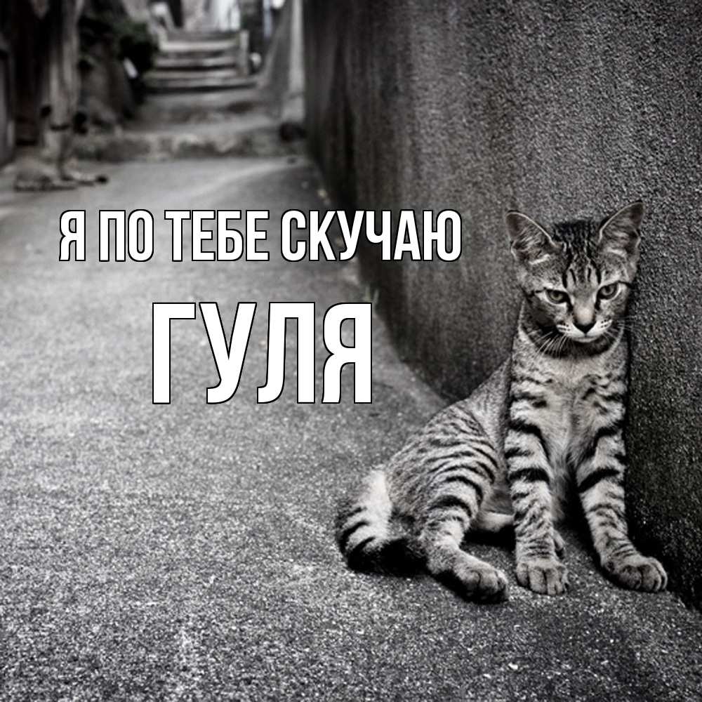 Открытка на каждый день с именем, Гуля Я по тебе скучаю одиноко котику Прикольная открытка с пожеланием онлайн скачать бесплатно 