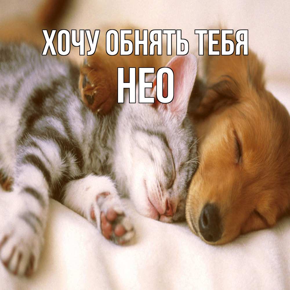 Открытка на каждый день с именем, Нео Хочу обнять тебя пес и котенок Прикольная открытка с пожеланием онлайн скачать бесплатно 
