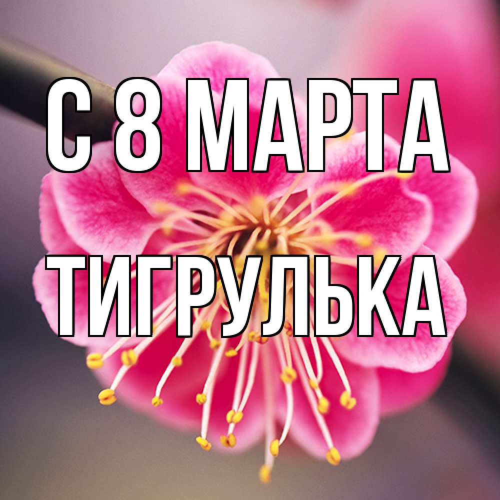 Открытка на каждый день с именем, тигрулька C 8 МАРТА цветы Прикольная открытка с пожеланием онлайн скачать бесплатно 