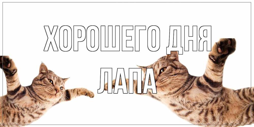 Открытка на каждый день с именем, Лапа Хорошего дня хорошего дня Прикольная открытка с пожеланием онлайн скачать бесплатно 