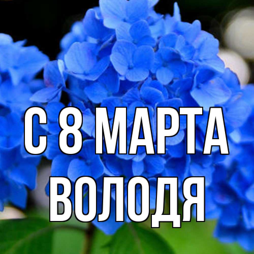 Открытка на каждый день с именем, Володя C 8 МАРТА синие цветы Прикольная открытка с пожеланием онлайн скачать бесплатно 