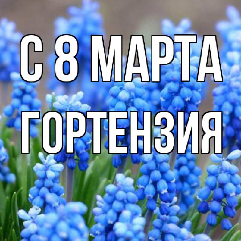 Картинка C 8 МАРТА, Гортензия