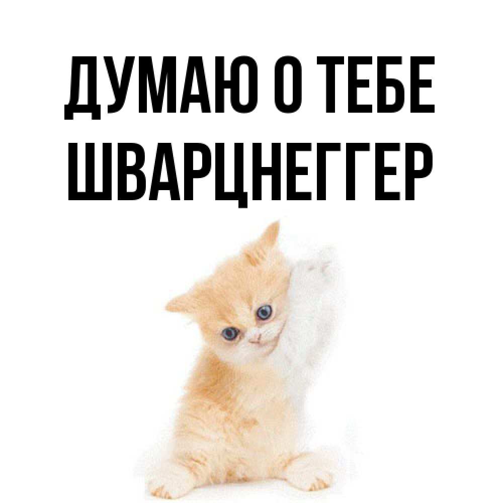 Открытка на каждый день с именем, Шварцнеггер Думаю о тебе зверушки и милота Прикольная открытка с пожеланием онлайн скачать бесплатно 