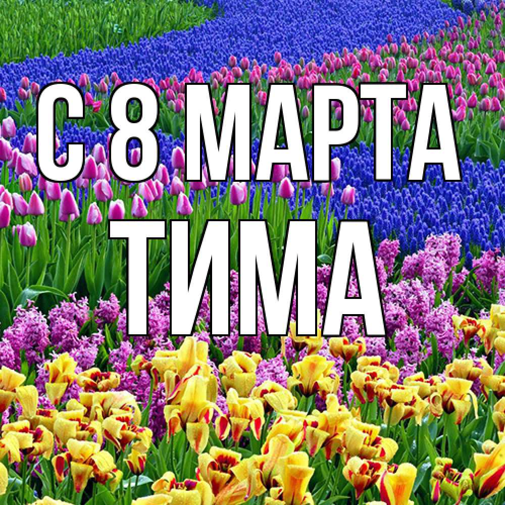 Открытка на каждый день с именем, Тима C 8 МАРТА цветы Прикольная открытка с пожеланием онлайн скачать бесплатно 