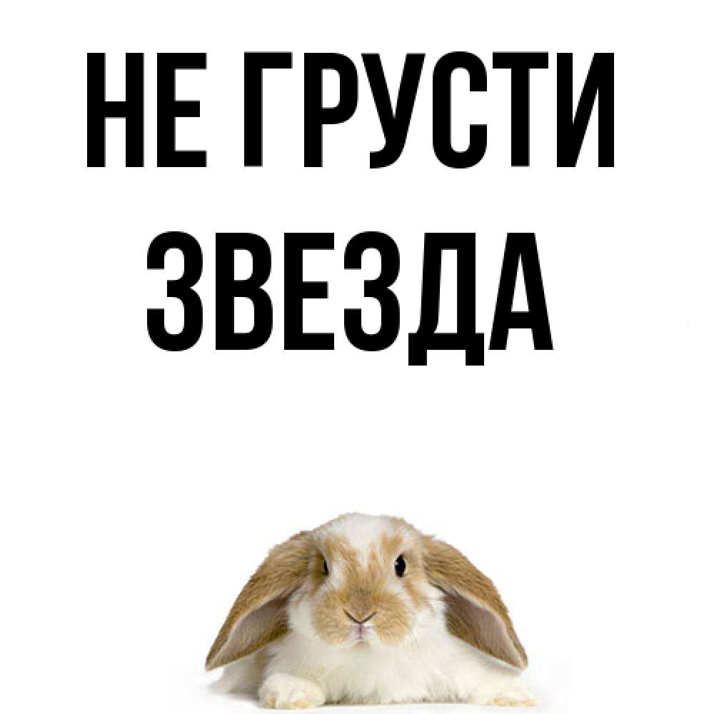 Открытка на каждый день с именем, Звезда Не грусти коричнево белый заяц с большими ушками Прикольная открытка с пожеланием онлайн скачать бесплатно 