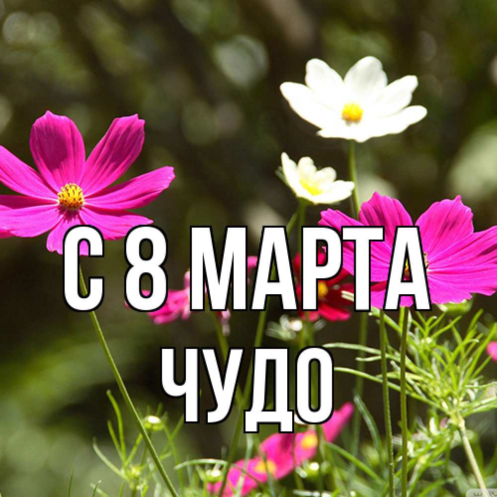 Открытка на каждый день с именем, Чудо C 8 МАРТА цветы Прикольная открытка с пожеланием онлайн скачать бесплатно 