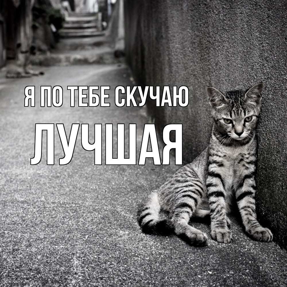 Открытка на каждый день с именем, Лучшая Я по тебе скучаю одиноко котику Прикольная открытка с пожеланием онлайн скачать бесплатно 