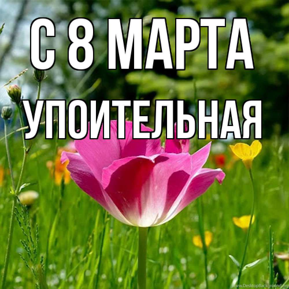 Открытка на каждый день с именем, Упоительная C 8 МАРТА полевые цветы Прикольная открытка с пожеланием онлайн скачать бесплатно 