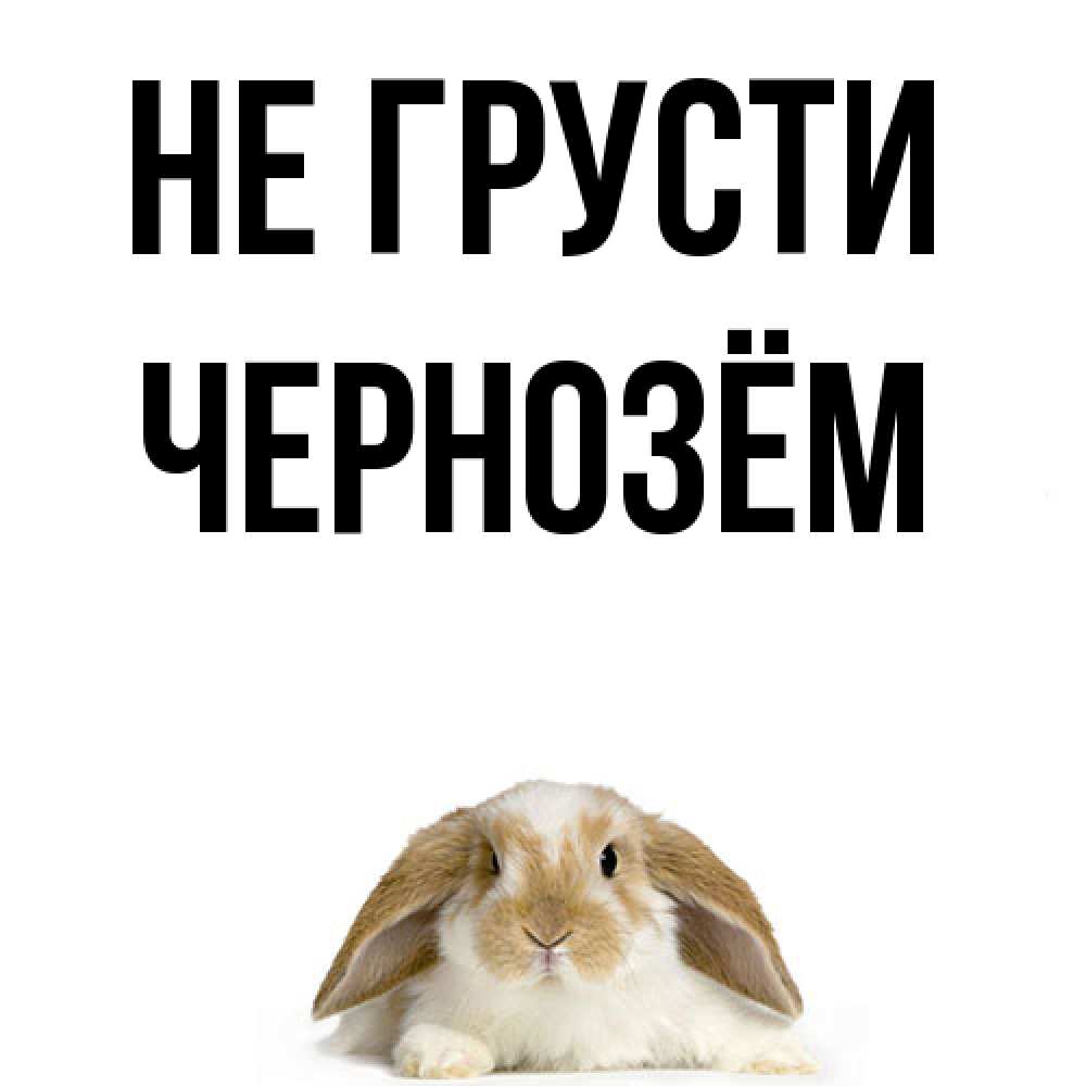 Открытка на каждый день с именем, Чернозём Не грусти коричнево белый заяц с большими ушками Прикольная открытка с пожеланием онлайн скачать бесплатно 