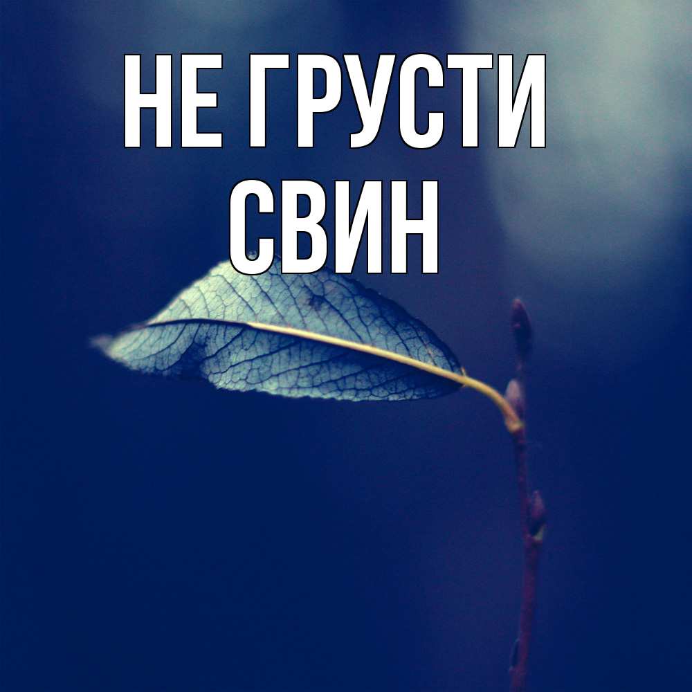 Открытка на каждый день с именем, Свин Не грусти растение Прикольная открытка с пожеланием онлайн скачать бесплатно 