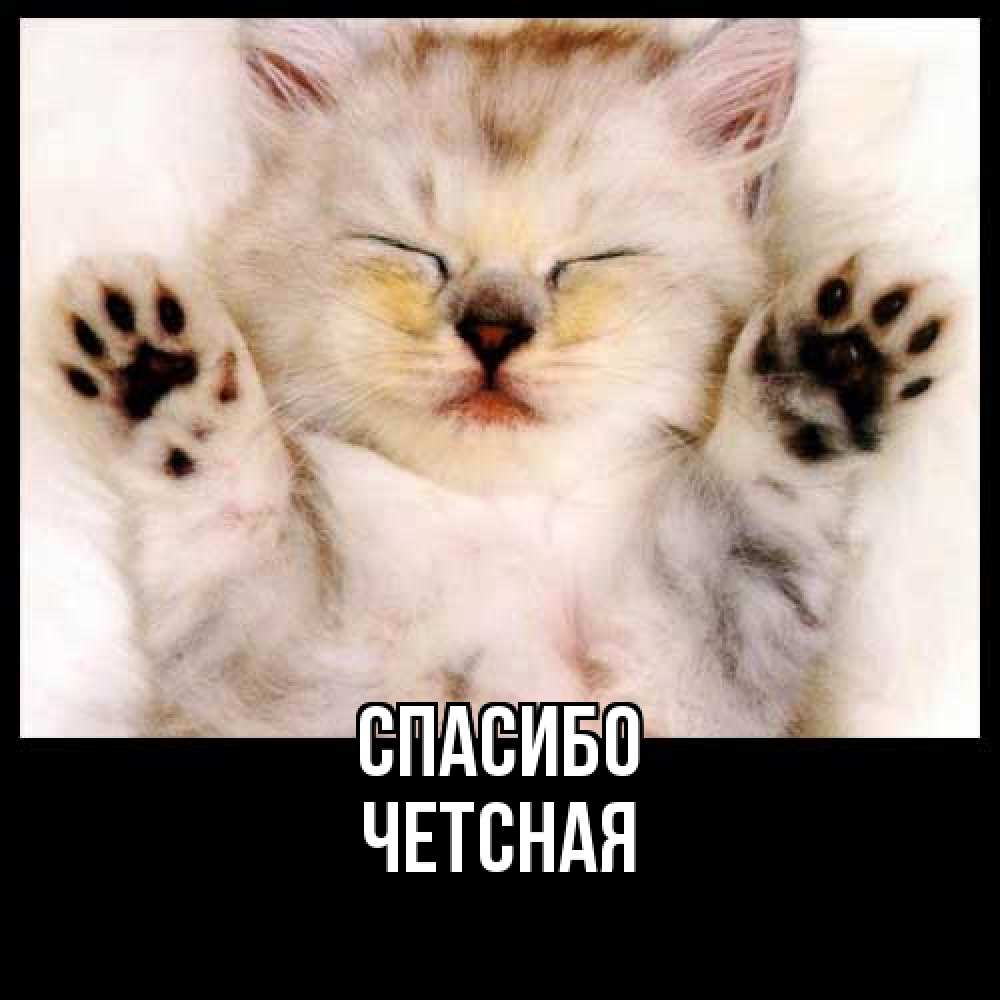 Открытка на каждый день с именем, Четсная Спасибо маленький котенок Прикольная открытка с пожеланием онлайн скачать бесплатно 