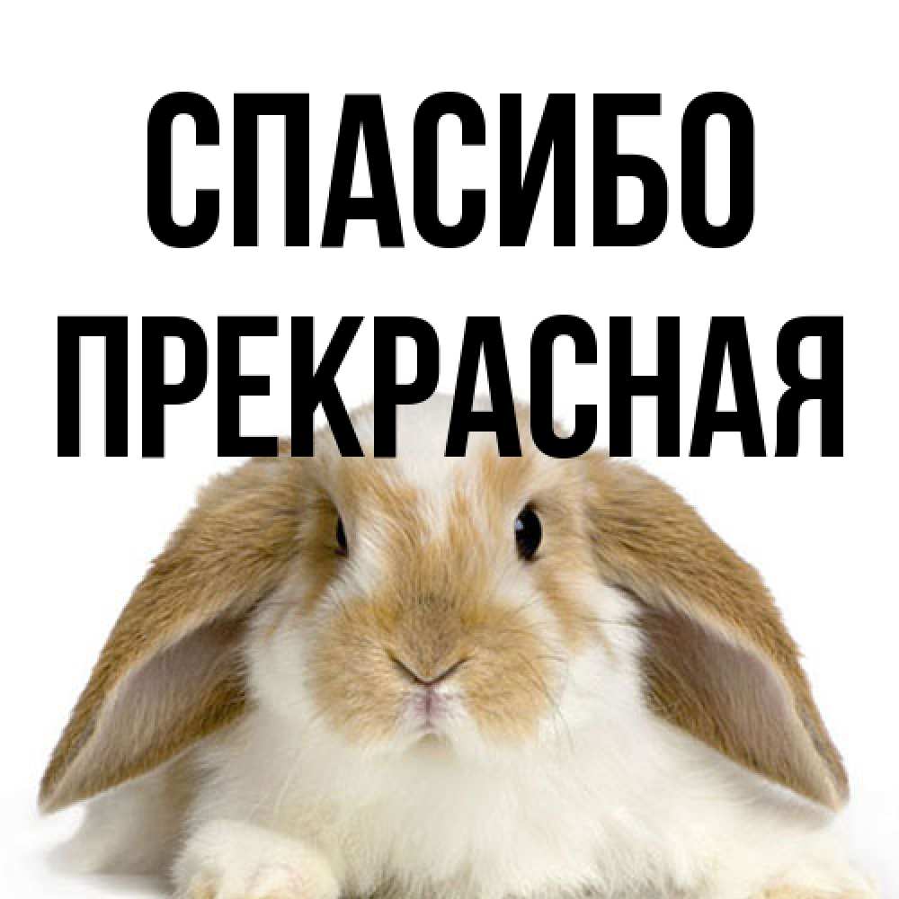 Открытка на каждый день с именем, Прекрасная Спасибо коричнево белый заяц Прикольная открытка с пожеланием онлайн скачать бесплатно 
