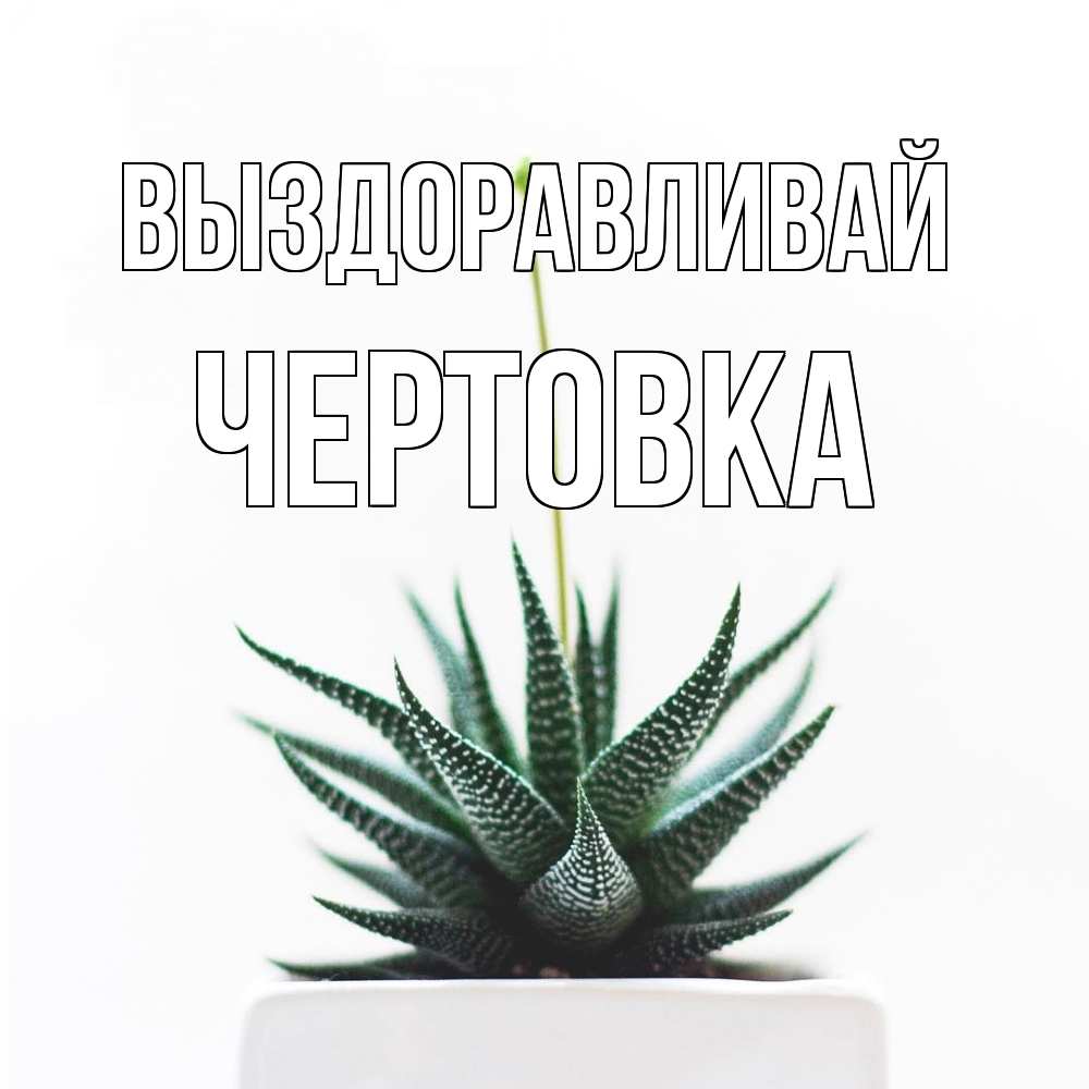 Открытка на каждый день с именем, Чертовка Выздоравливай короче это непонятная колючка Прикольная открытка с пожеланием онлайн скачать бесплатно 