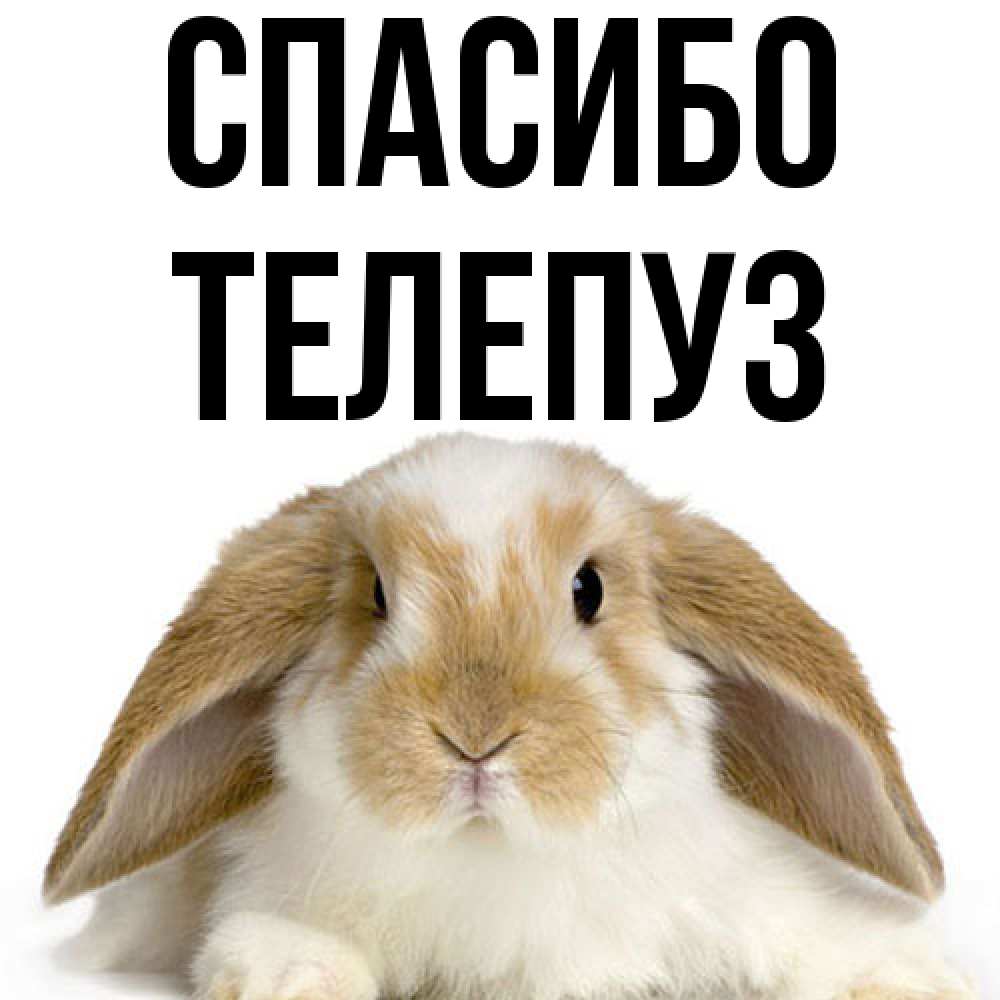Открытка на каждый день с именем, Телепуз Спасибо коричнево белый заяц Прикольная открытка с пожеланием онлайн скачать бесплатно 