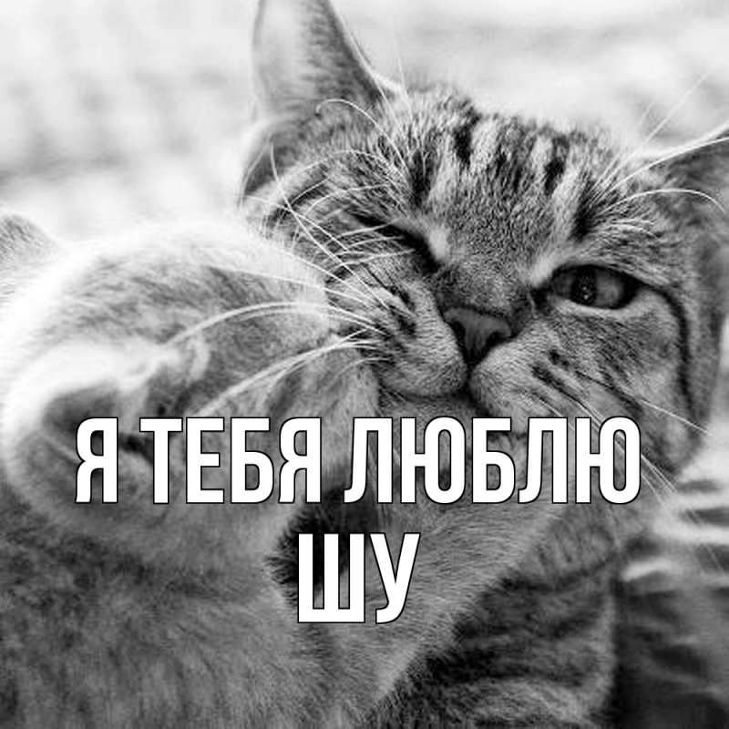 Картинка Я тебя люблю, Шу