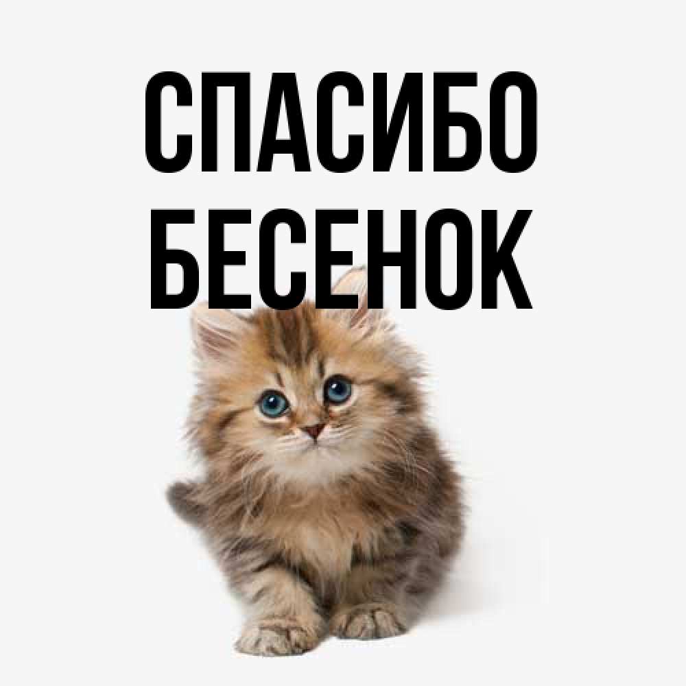 Открытка на каждый день с именем, Бесенок Спасибо пушистый котик Прикольная открытка с пожеланием онлайн скачать бесплатно 