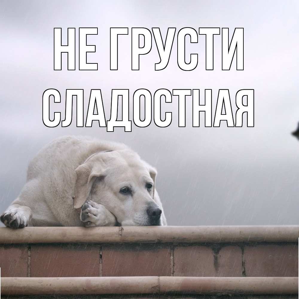 Открытка на каждый день с именем, Сладостная Не грусти белый пес 1 Прикольная открытка с пожеланием онлайн скачать бесплатно 
