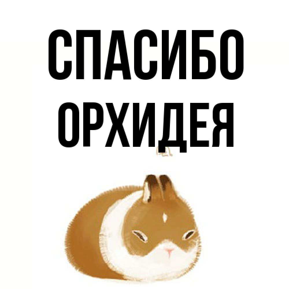 Открытка на каждый день с именем, Орхидея Спасибо коричнево белый домашний питомец Прикольная открытка с пожеланием онлайн скачать бесплатно 